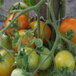 การปลูกมะเขือเทศ