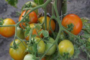 Description de la tomate Crown Prince et recommandations pour la cultiver dans votre jardin