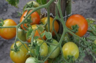 การปลูกมะเขือเทศ