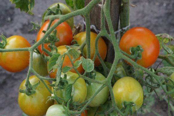 Cultiver des tomates