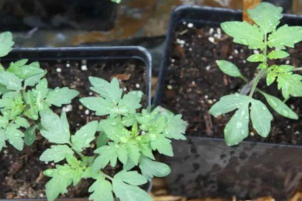 plants de tomates