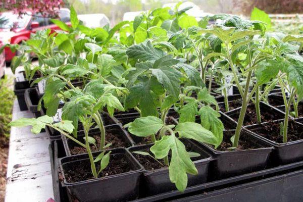 Conteneurs avec semis