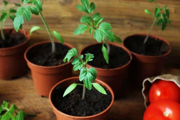 Tomates en pots