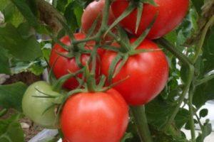 Description de la tomate précoce Kupchikha, instructions de culture et d'entretien