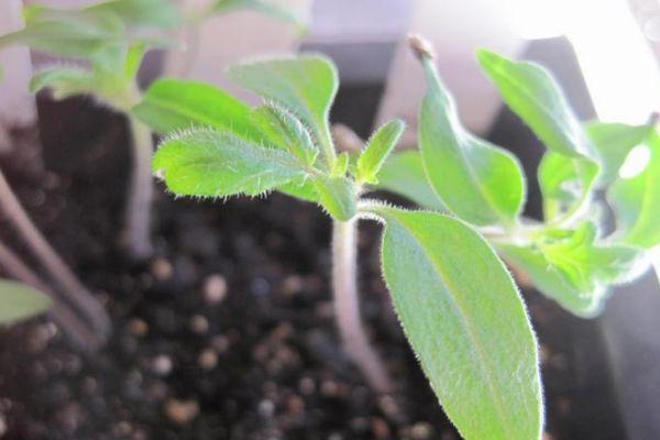 ต้นกล้ามะเขือเทศ