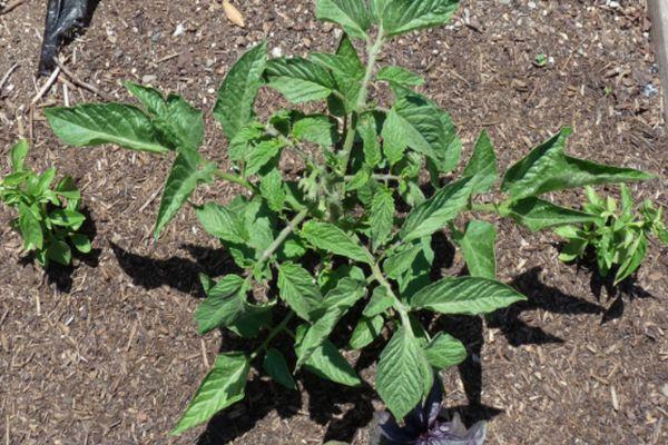 มะเขือเทศในดิน