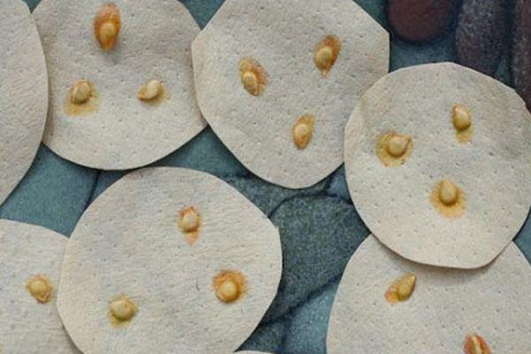 เมล็ดมะเขือเทศ