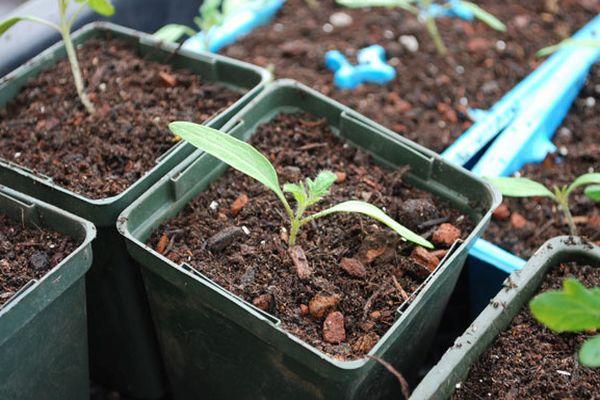 ต้นกล้ามะเขือเทศ