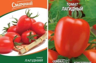 เมล็ดมะเขือเทศ