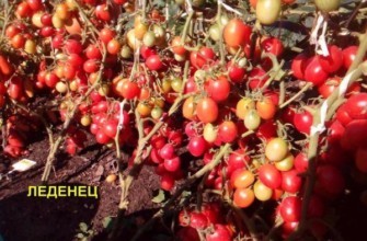 มะเขือเทศอมยิ้ม