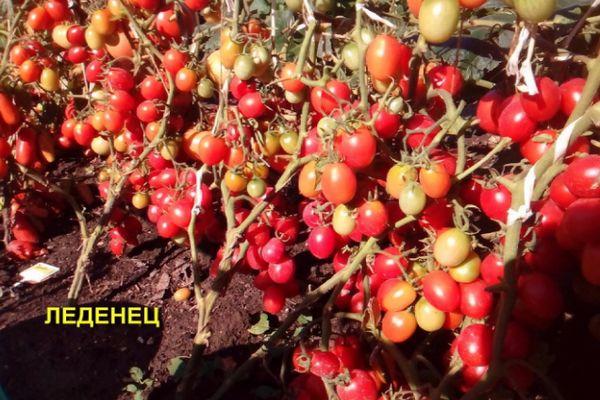 มะเขือเทศอมยิ้ม