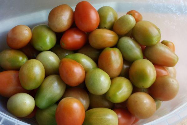 มะเขือเทศสีเขียว