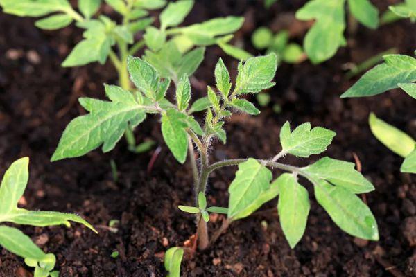 ต้นกล้ามะเขือเทศ