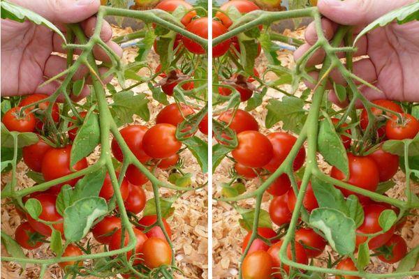 ต้นมะเขือเทศ