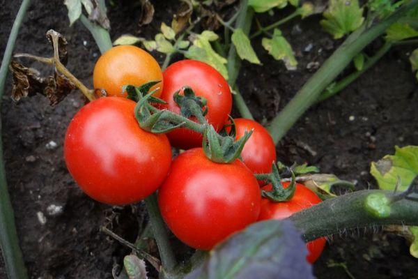 มะเขือเทศสุกเร็ว