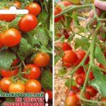 แปรงมะเขือเทศ