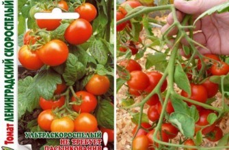 แปรงมะเขือเทศ