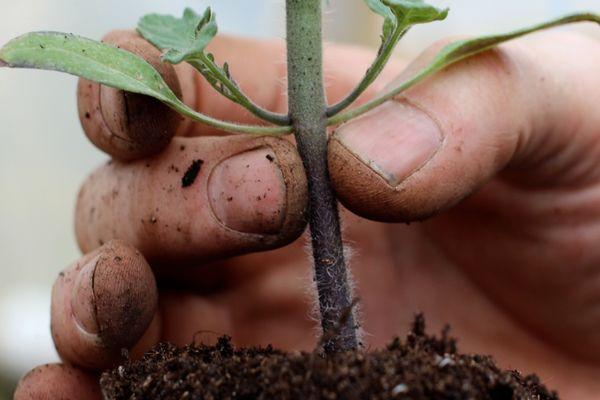 ต้นกล้ามะเขือเทศ