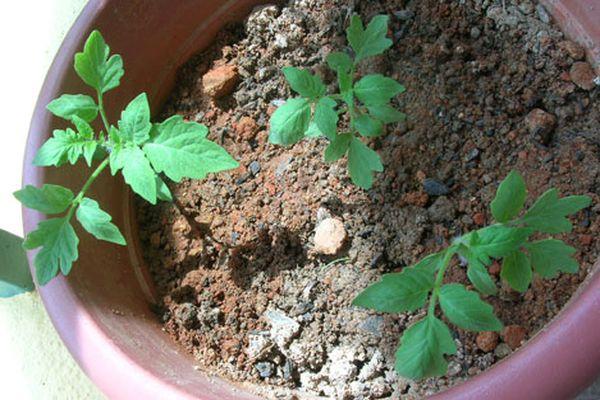 ต้นกล้ามะเขือเทศ