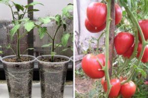 ลักษณะของมะเขือเทศพันธุ์ลิซ่าและลักษณะการเจริญเติบโตของพันธุ์ลูกผสม