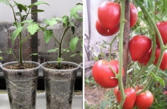 มะเขือเทศลิซ่า