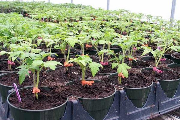 ต้นกล้าในกระถาง