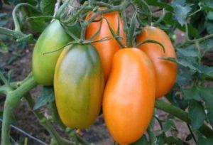 Caractéristiques de la variété de tomate Lokomotiv et description des fruits