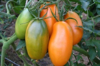 แปรงมะเขือเทศ