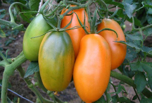 แปรงมะเขือเทศ