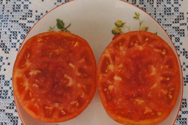 pulpe de tomate