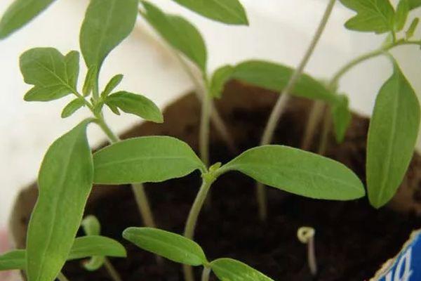 Pousses de tomates