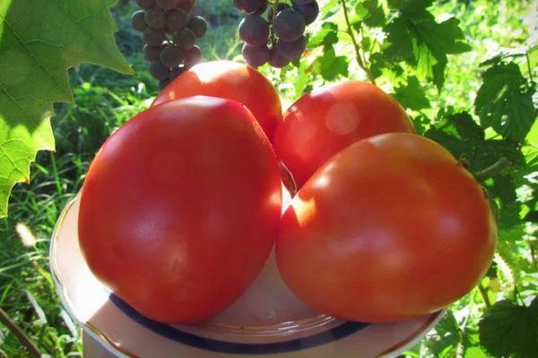 Seigneur des tomates