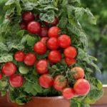 มะเขือเทศในกระถาง