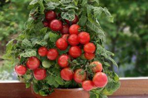 ลักษณะและคุณสมบัติของการปลูกมะเขือเทศ Lukoshko บนขอบหน้าต่าง