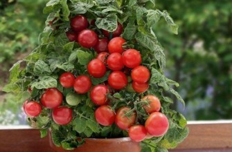 มะเขือเทศในกระถาง