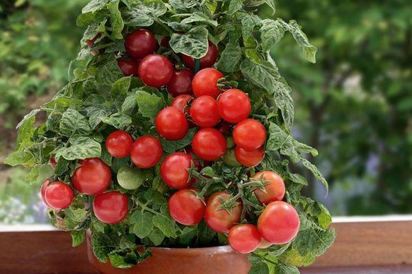 มะเขือเทศในกระถาง