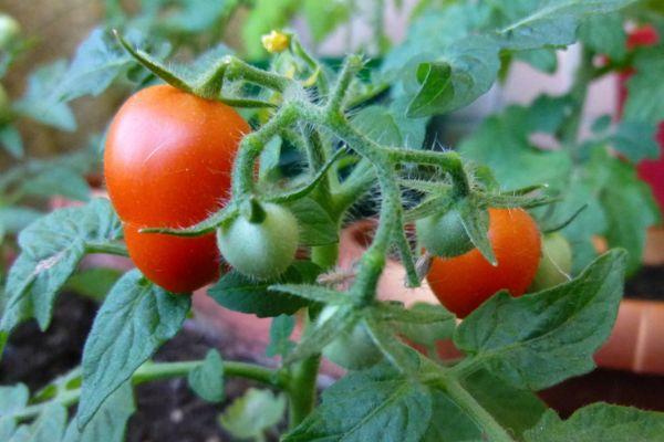 มะเขือเทศผลเล็ก