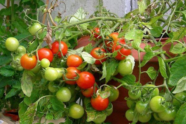 การปลูกมะเขือเทศ