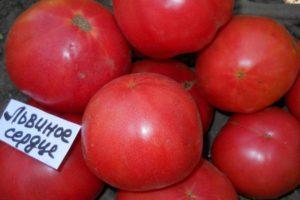 Description de la tomate hybride Lionheart et recommandations pour la culture de la variété