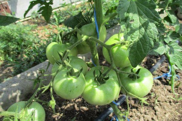 มะเขือเทศ ลโววิช