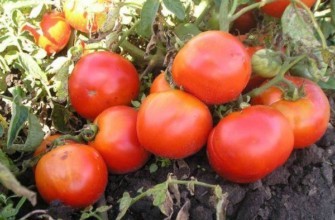 ต้นมะเขือเทศ