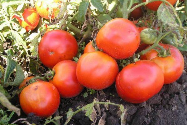 buisson de tomates