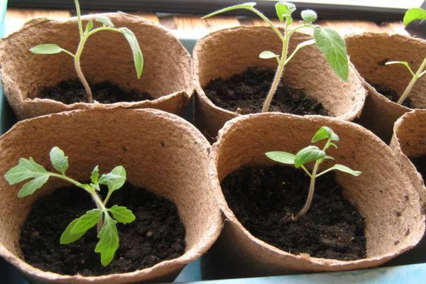 plants de tomates