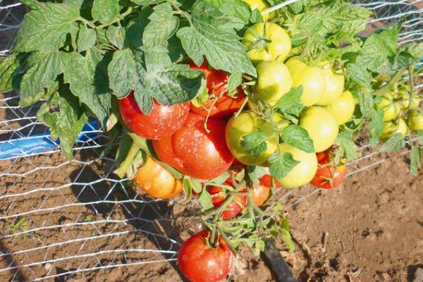 Cultiver des tomates