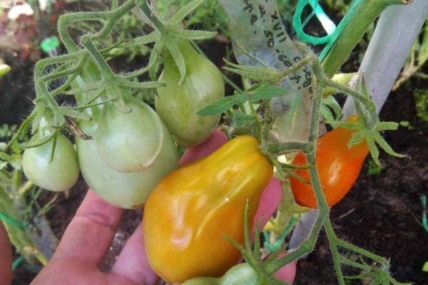 มะเขือเทศลูโดวิค