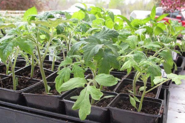 กล่องใส่ต้นกล้า