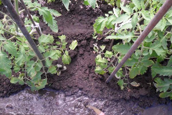 ต้นมะเขือเทศ