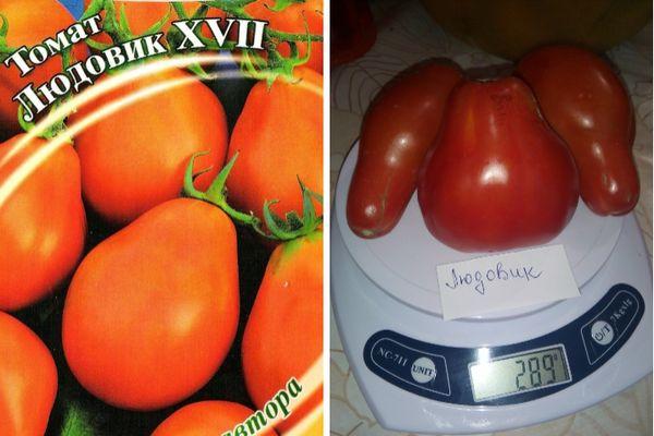 มะเขือเทศลูโดวิค