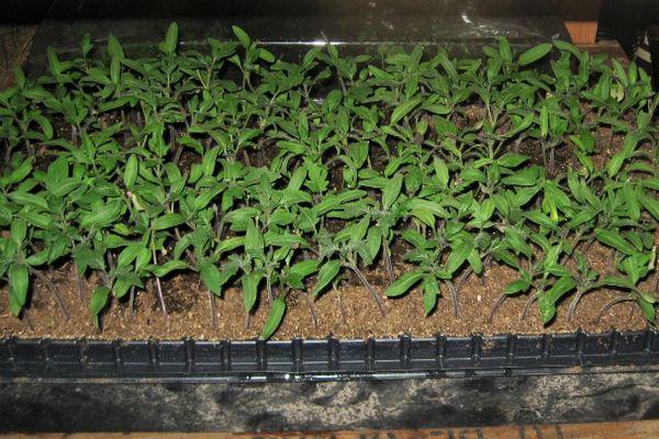 Une boîte avec des semis