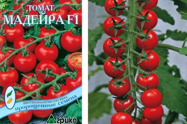 Tomates à petits fruits